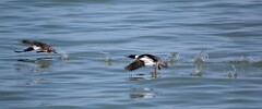 17: duck-IMG_1788