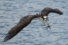 41: osprey-7D2_0130