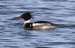 9: 2021-01-25-red-breasted-merganser-7D2_2015