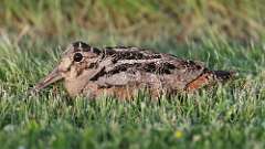 132: 2023-06-02-American Woodcock 0C3_0466