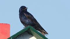 136: 2024-05-19-Purple Martin 0C3_3395