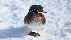 9: 2025-01-26-wood duck 0C3_0004