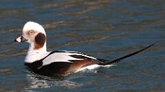 21: 2025-03-08-Long-tailed Duck 0C3_0767