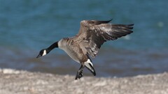 20: 2025-03-08-canada goose 0C3_0043