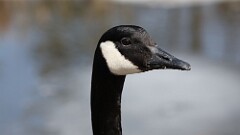 29: 2025-03-14-canada goose 0C3_0843