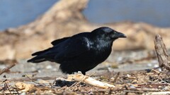 34: 2025-03-21-Fish Crow 0C3_0320