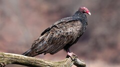 42: 2025-03-27-Turkey Vulture 0C3_0064