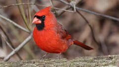 45: 2025-04-03-Northern Cardinal 0C3_0067