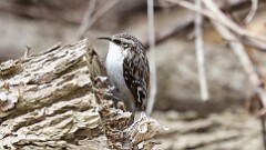 47: 2025-04-06-Brown Creeper 0C3_0353