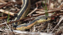 48: 2025-04-06-Garter snake 0C3_1005