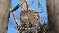 57: 2025-04-13-owl 0C3_2168