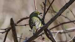74: 2025-04-27-White-eyed Vireo 0C3_0187