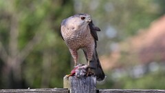 77: 2025-04-30-Coopers Hawk 0C3_1064