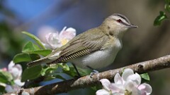 99: 2025-05-15-Red-eyed Vireo 0C3_0578