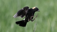 108: 2025-05-19-Bobolink 0C3_0739