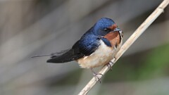 112: 2025-05-25-Barn Swallow 0C3_2776