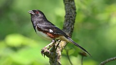 135: 2025-06-07-Eastern Towhee 0C3_2309