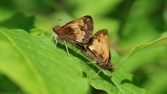 141: 2025-06-14-Hobomok skipper 6M2_0166