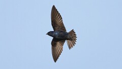 147: 2025-06-15-purple martin 0C3_3015