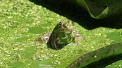 161: 2025-06-29-Green frog 0C3_0436