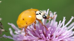 170: 2025-07-05-Asian lady beetle 5M2_0490
