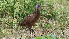 181: 2025-07-19-Virginia Rail 0C1_1049