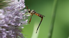 185: 2025-07-20-Thick-headed fly 5M2_0267