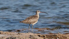 199: 2025-07-23-Whimbrel 0C1_0139