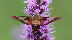 202: 2025-07-26-Hummingbird Clearwing Moth 0C1_1688