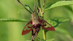 204: 2025-07-27-hummingbird moth 0C1_3357