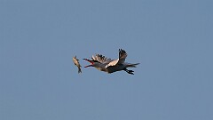 206: 2025-07-27-tern 0C1_4387