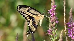 207: 2025-07-31-giant swallowtail 5M2_0417