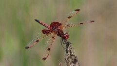 218: 2025-08-03-calico pennant 0C1_0155