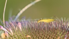 221: 2025-08-03-tree cricket 5M2_0585