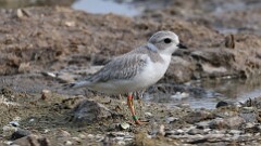 226: 2025-08-07-Piping Plover 0C1_0115