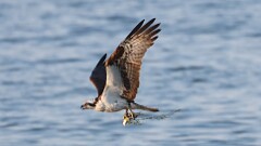 231: 2025-08-10-osprey 0C1_2320