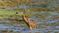 234: 2025-08-15-American Bittern 0C1_1873