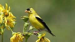 235: 2025-08-15-American Goldfinch 0C1_0169