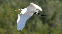 244: 2025-08-24-egret 5M2_1241