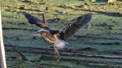 253: 2025-08-25-Least Bittern 5M2_0870