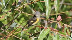 260: 2025-08-31-redstart 5M2_3302