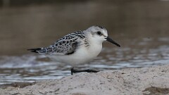 266: 2025-09-06-Sanderling 5M2_1935