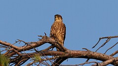 272: 2025-09-13-Merlin 5M2_2679