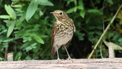 274: 2025-09-13-Swainsons Thrush 5M2_0874