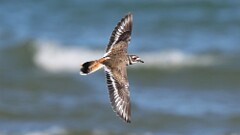 282: 2025-09-20-killdeer 5M2_0143