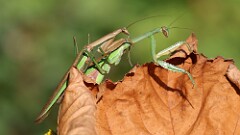 283: 2025-09-21-mantis 5M2_1614