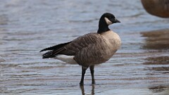 290: 2025-09-27-cackling goose 5M2_0069