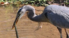 299: 2025-10-05-blue heron with snake 5M2_0296
