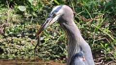 301: 2025-10-05-blue heron with snake 5M2_1574