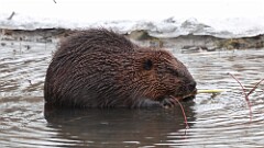 332: 2025-12-11-beaver 5M2_0235